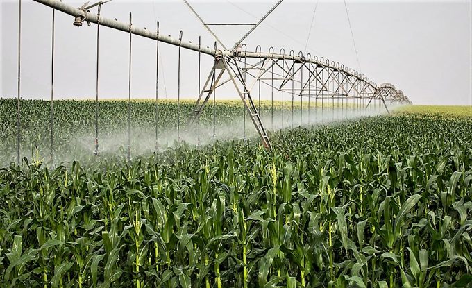 Center-pivot irrigation over a cornfield